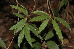 Ardisia pauciflora